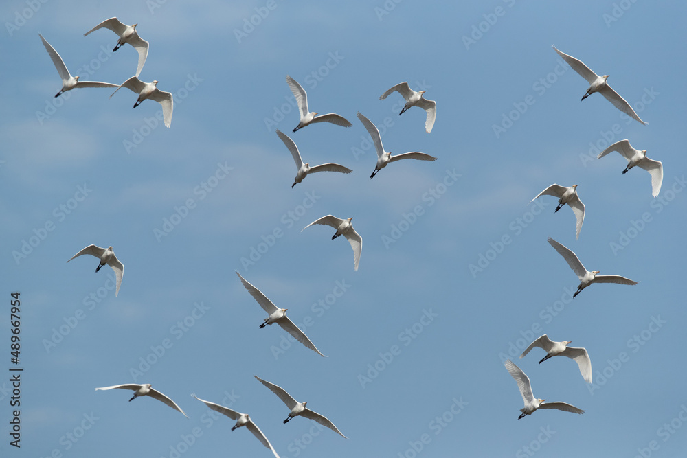 Fototapeta premium Cattle Egrets flying at Buri farm, Bahrain