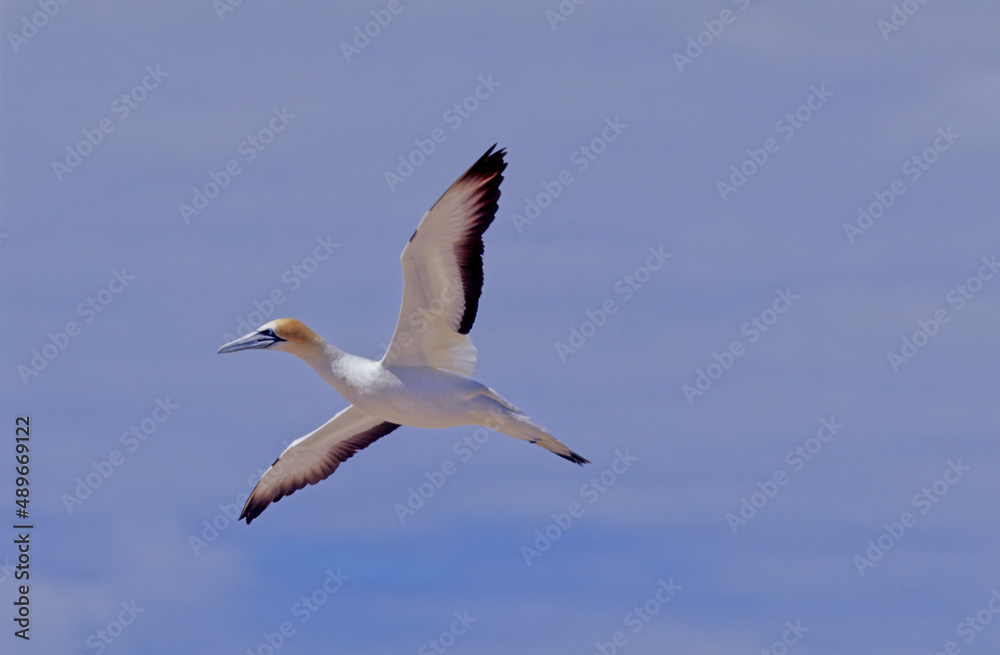 Australasian gannet Australasian gannet