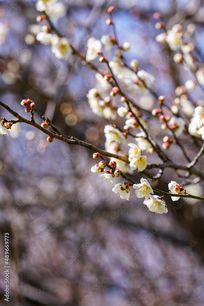 梅の開花