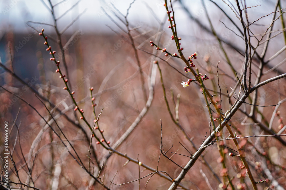 Obraz premium 梅の開花