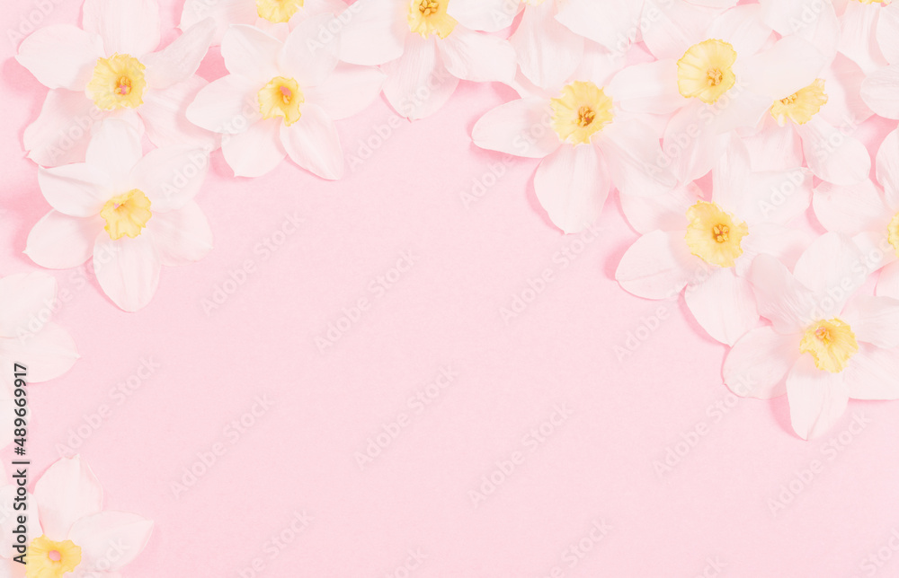 white narcissus on pink  paper background