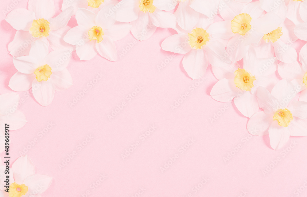 Fototapeta premium white narcissus on pink paper background