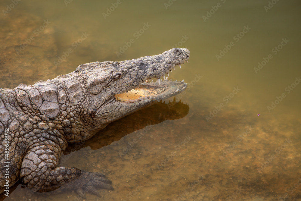 Fototapeta premium a close-up photo of a crocodile. Reptile and predator