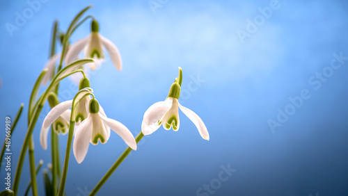 Snowdrop flowers bloom. Beautiful white flowers on a blue background. High quality photo.