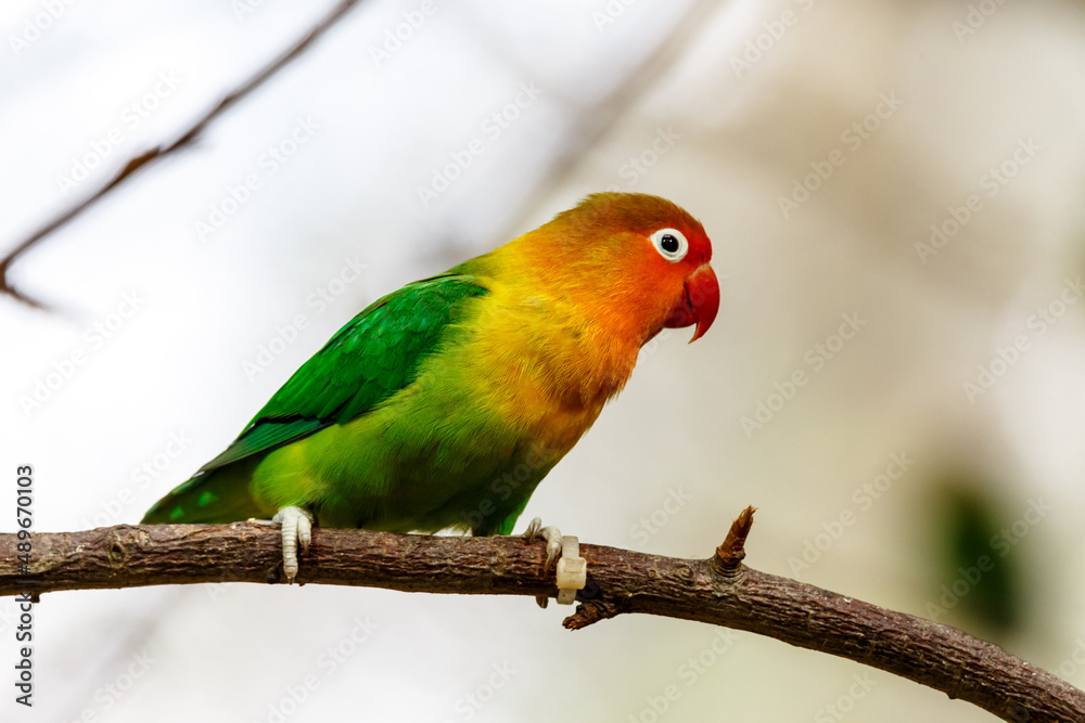 Colorful Fischers Lovebird perched on a branch