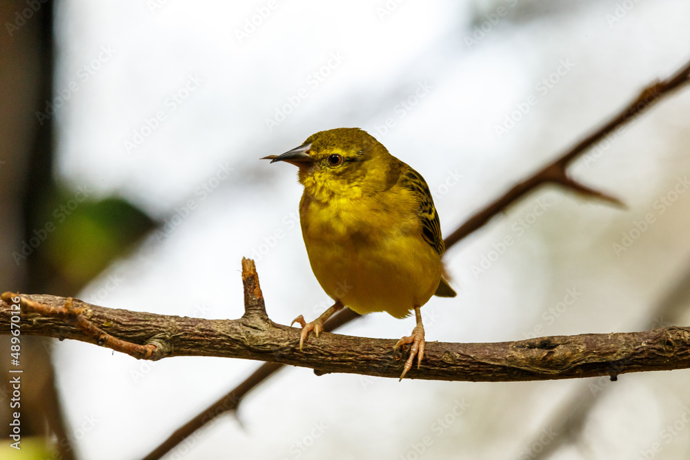 Little wild yellow canary perched on a branch Little wild yellow canary perched on a branch