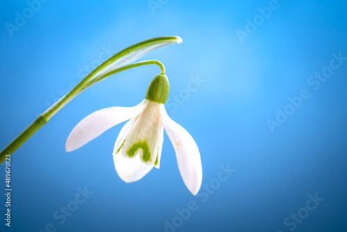 Fresh snowdrops on blue background with place for text