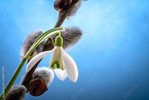 Fresh snowdrops on blue background with place for text