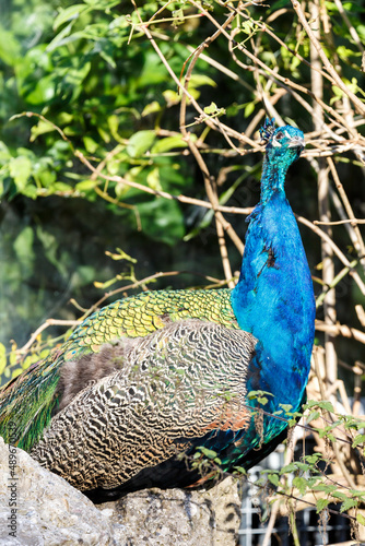 Close up of an iridescent blue peacock
