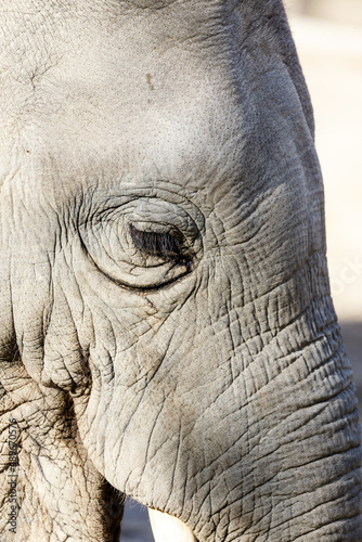 African elephant at the zoo