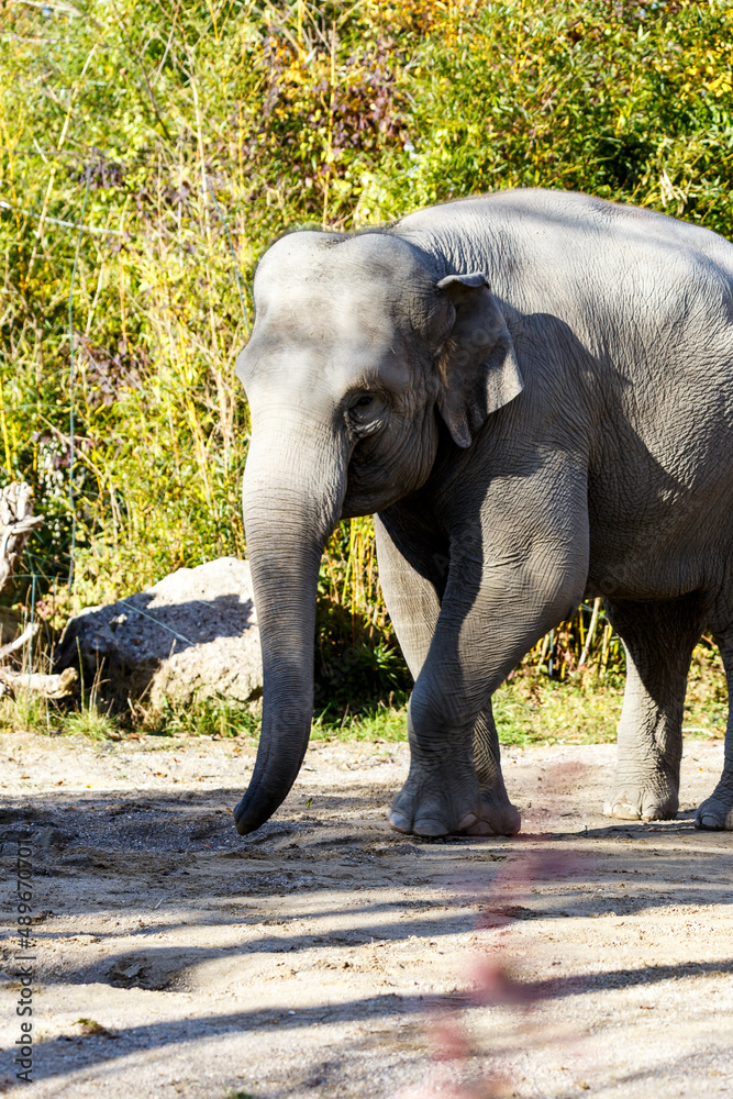Fototapeta premium African elephant at the zoo