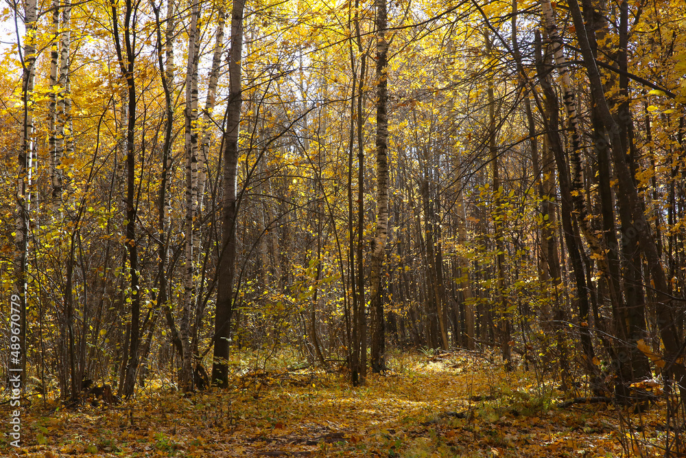 autumn landscape, leaf fall in the forest on a sunny day, blurred autumn landscape, leaf fall in the forest on a sunny day, blurred