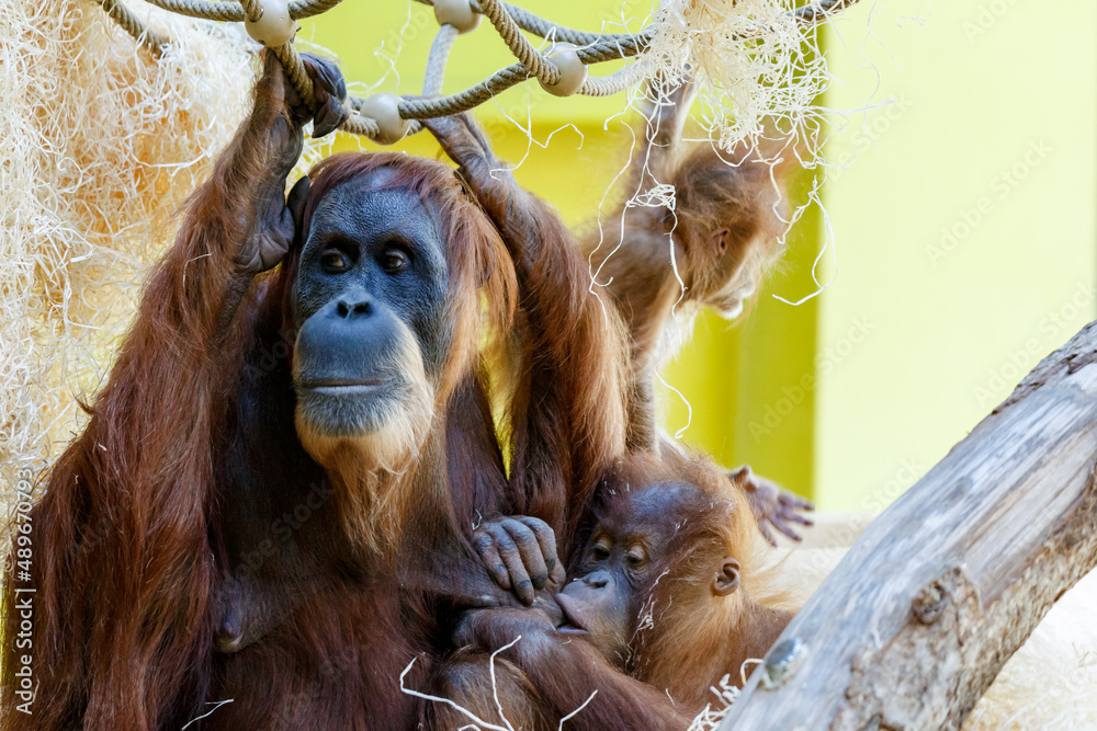 Obraz premium Orangutan Orang Utan