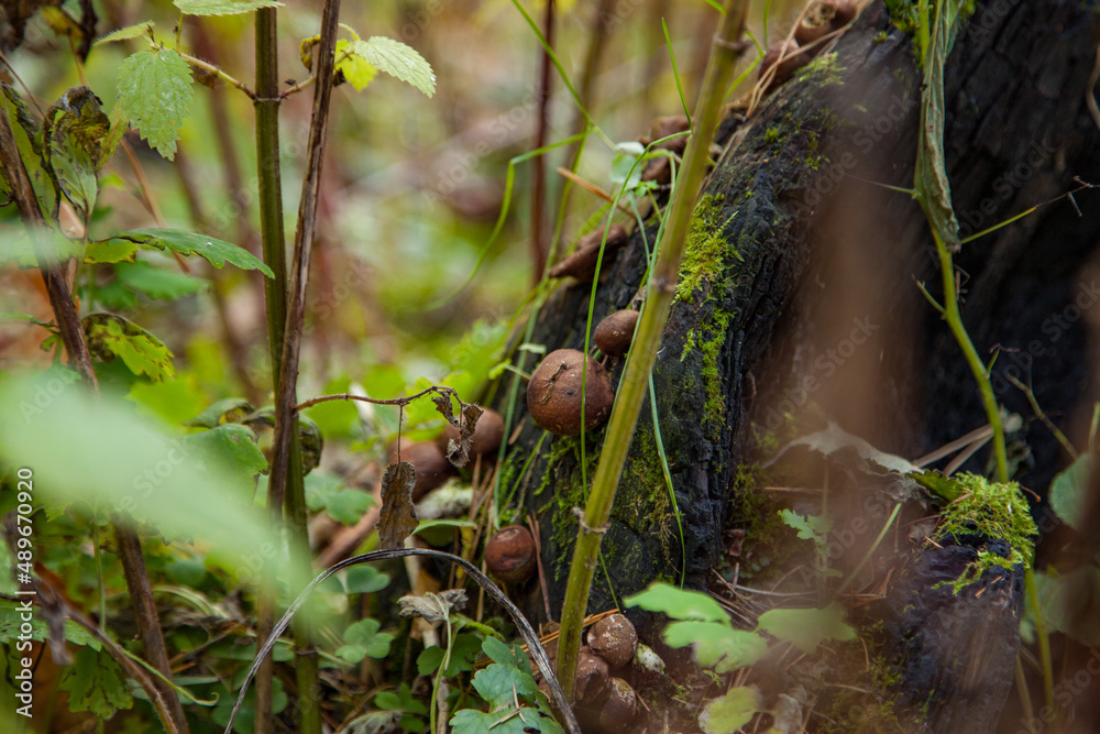 mushrooms in the forest mushrooms in the forest
