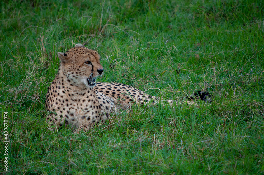 Naklejka premium yawning male cheetah