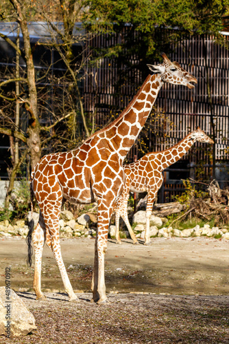 Two giraffe in a zoo enclosure