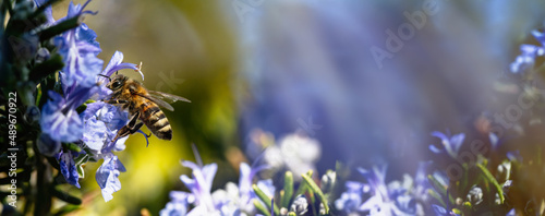 Bee on blue purple blossom.  Honey bee on rosemary flower close up. Spring pollination