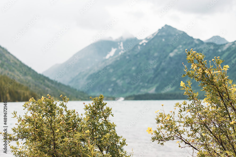 one of the main natural attractions of Altai and all of Russia - the lower Multa Lake. Dasiphora fruticosa bush at foreground
