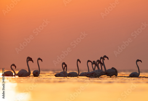 Greater Flamingos during sunrise at Asker coast of Bahrain