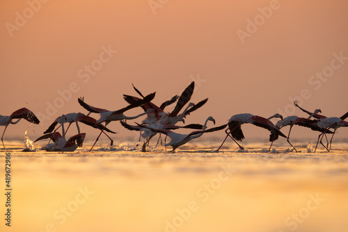 Greater Flamingos takeoff at Asker coast in the mroning hours, Bahrain © Dr Ajay Kumar Singh