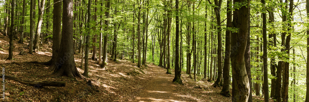 Panoramic image. Beautiful dense forest in the sunshine in summer. Light and shadow Panoramic image. Beautiful dense forest in the sunshine in summer. Light and shadow