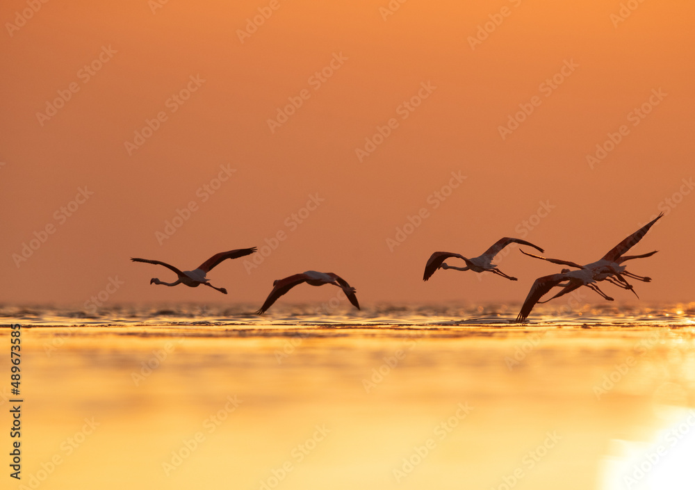 Fototapeta premium Greater Flamingos flying at Asker coast during sunrise, Bahrain