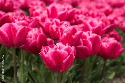 Close up of pink tulips in flower field in spring