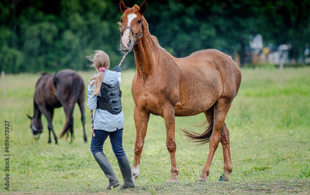 Dziewczynka zabiera konia z pastwiska na osiodłanie na obozie sportowym.  - obrazy, fototapety, plakaty 