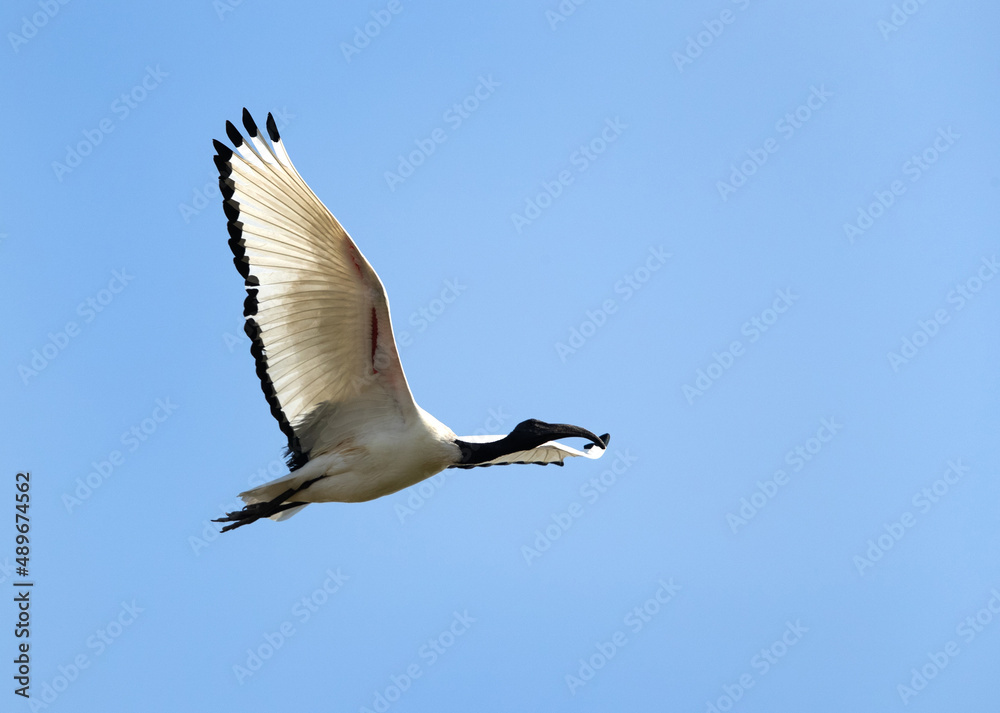 Obraz premium African Sacred Ibis in flight, Bahrain