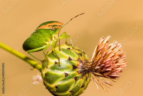 Chiche verde photo