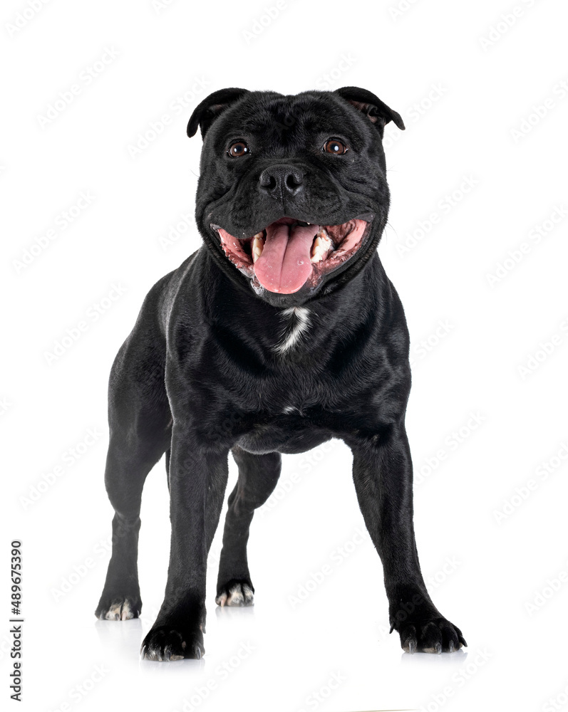 staffordshire bull terrier