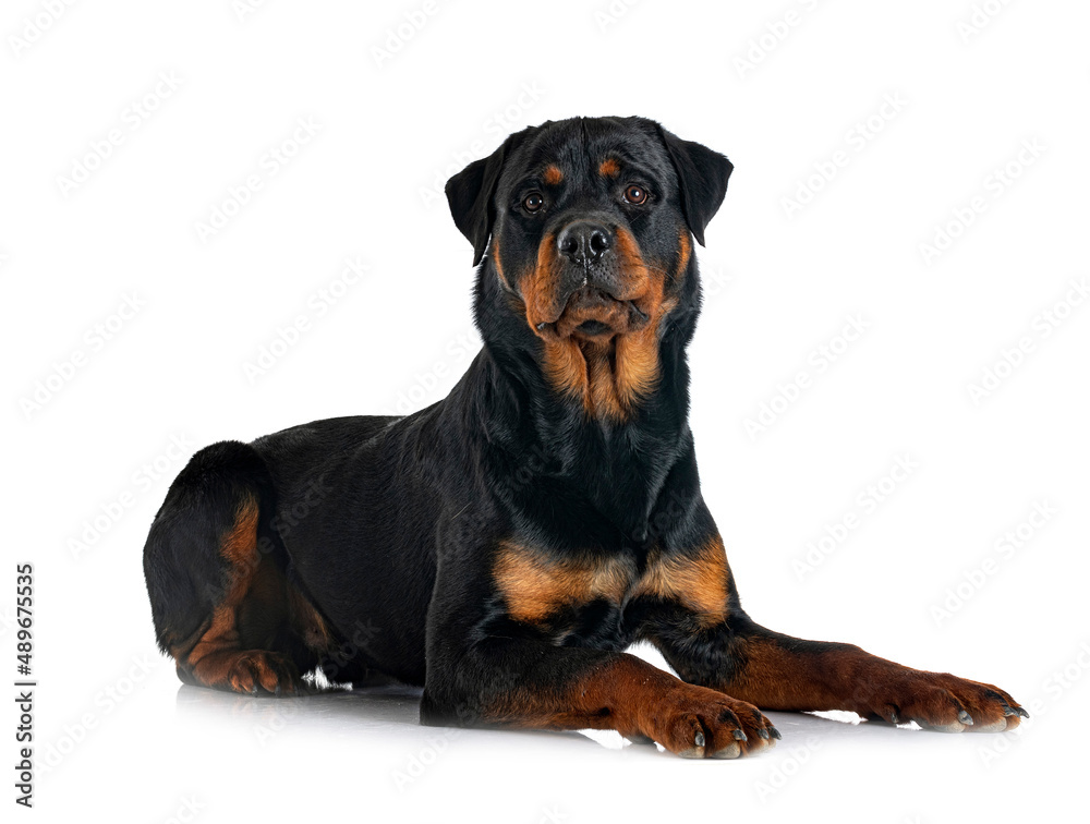 Fototapeta premium rottweiler in studio