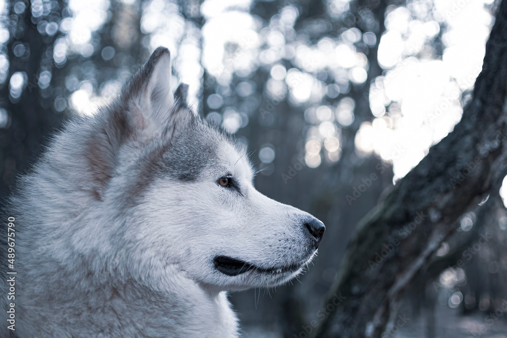 Naklejka premium Proud Alaskan Malamute in the woodland. White obedient dog observing a wild forest in the evening, Poland. Selective focus on the details, blurred background.