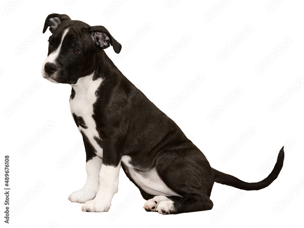 Puppy black-white of a American Staffordshire Terrier isolated sitting on white background