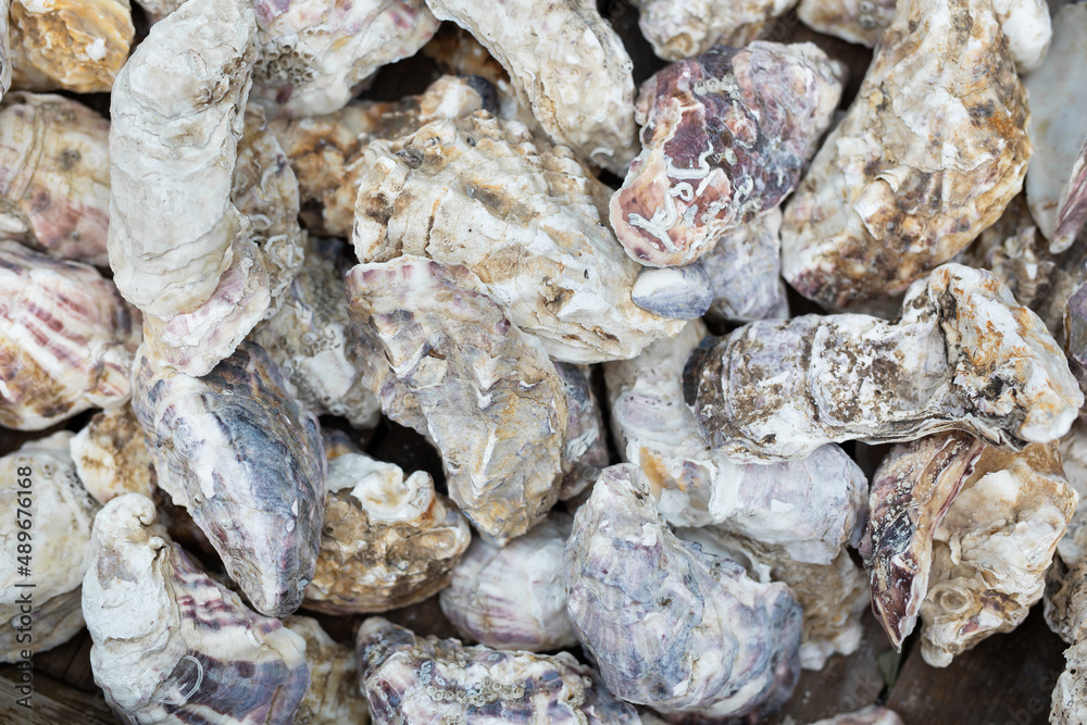 A lots of  of oyster shell texture