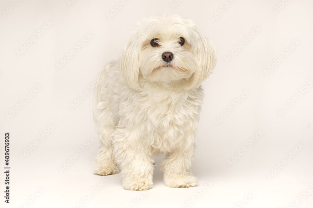 Beautiful white Bichon Maltese isolated on white background Beautiful white Bichon Maltese isolated on white background
