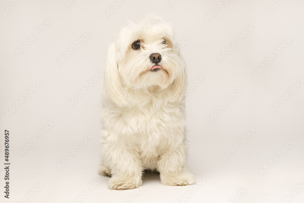 Beautiful white Bichon Maltese isolated on white background Beautiful white Bichon Maltese isolated on white background