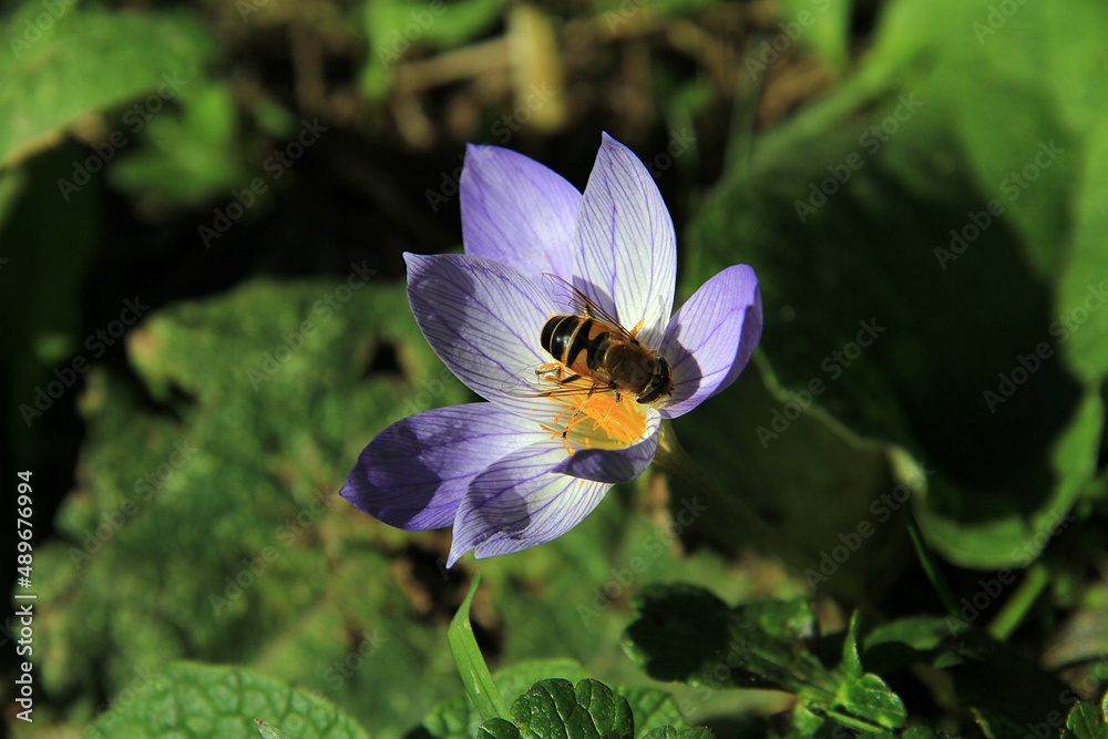 Fototapeta premium bee on a flower