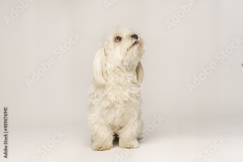 Beautiful white Bichon Maltese isolated on white background