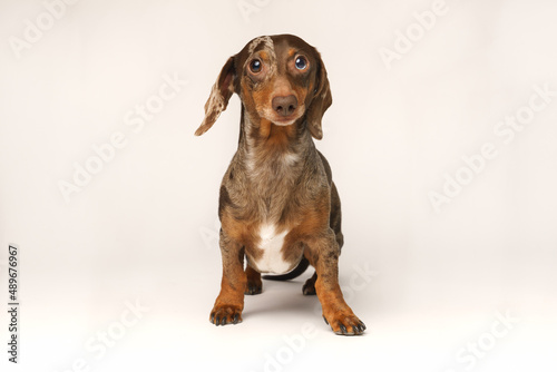 Miniature rabbit dachshund  marbled coat. Isolated on a white background