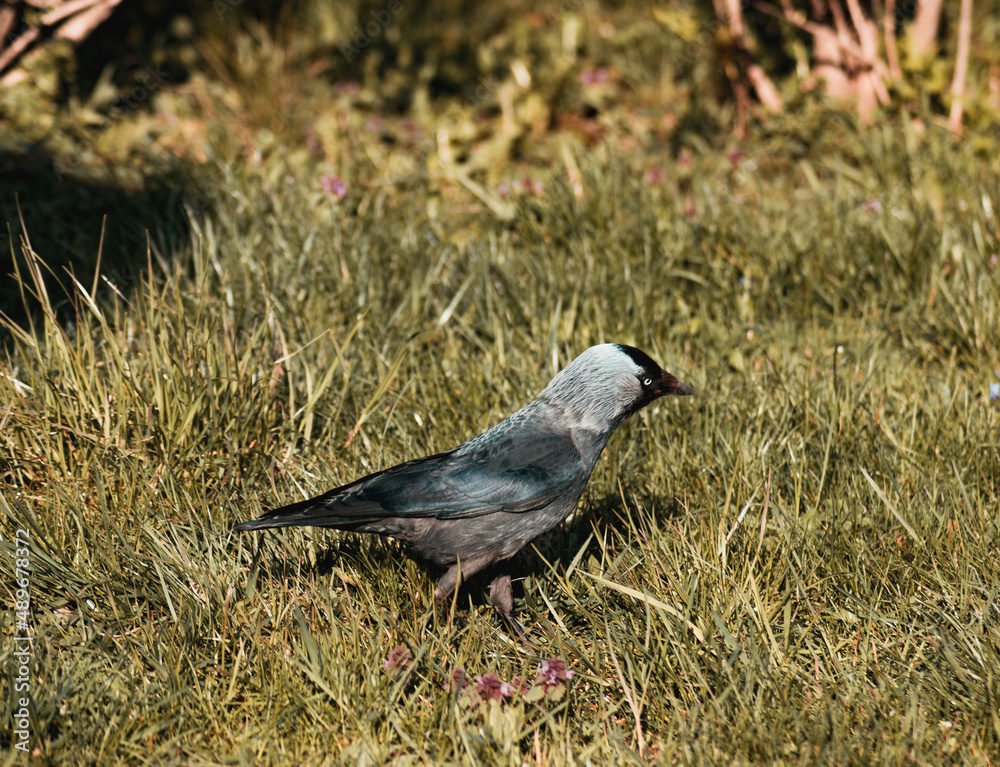 bird on the grass bird on the grass