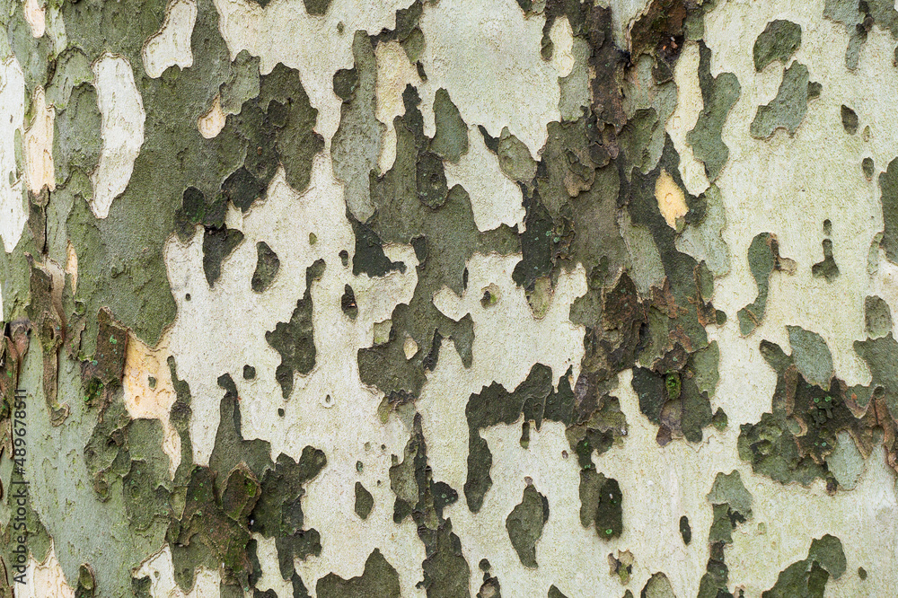 Plane tree's bark peels off. A bark of a platanus with different colors of brown, grey and beige Plane tree's bark peels off. A bark of a platanus with different colors of brown, grey and beige
