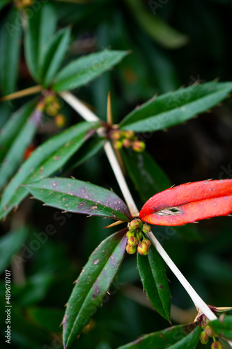 Branch of the green and red leaves of the tree.