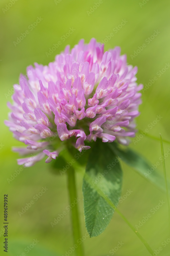 Klee Blüte Klee Blüte