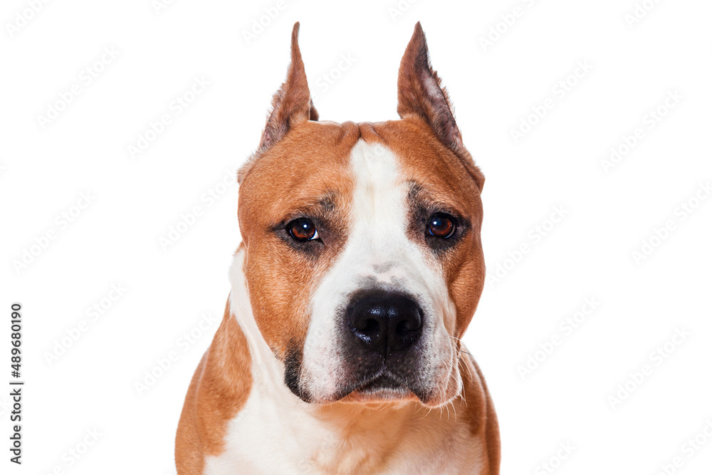 dog american staffordshire terrier brown color closeup isolated on white background