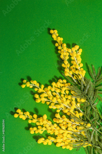 Mimosa flowers green background. Festive spring concept, Easter, Women Day