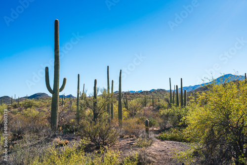 Saguaro national park on sunny day,Arizona,usa. © checubus