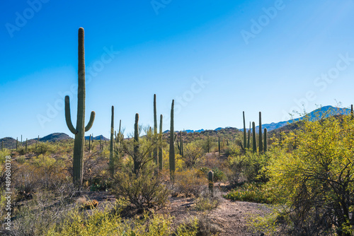 Saguaro national park on sunny day,Arizona,usa.