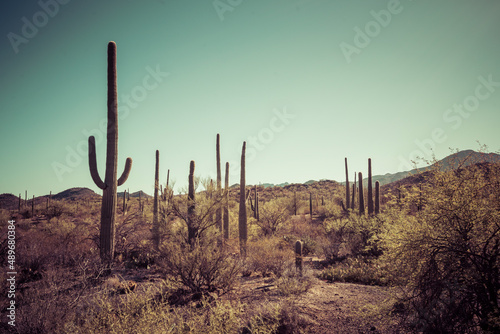 Saguaro national park on sunny day,Arizona,usa.