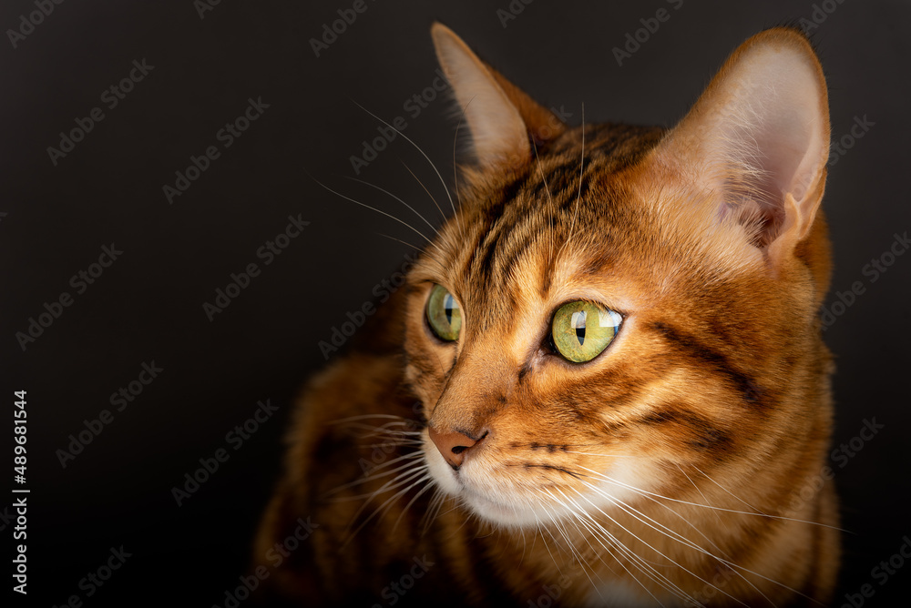 The head of a Bengal cat on a black background, looks to the side.
